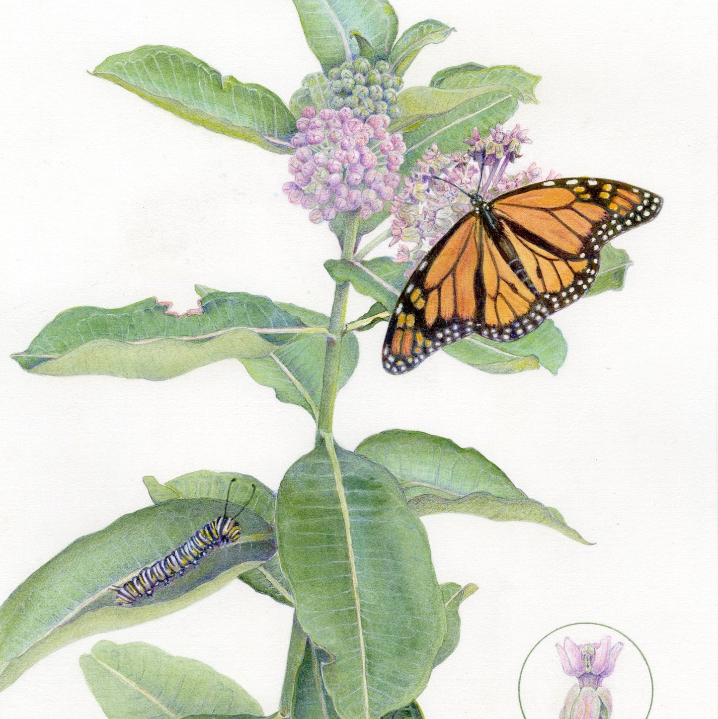 COLORED PENCIL