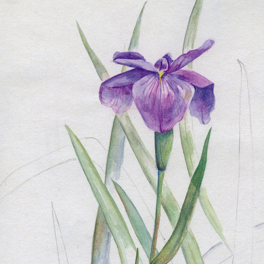 WATER - SOLUBLE COLOR PENCIL